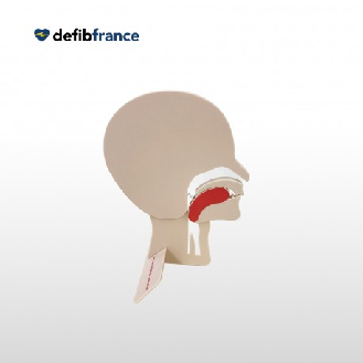 MODÈLE DE TÊTE EN COUPE PRESTAN-Lire la description