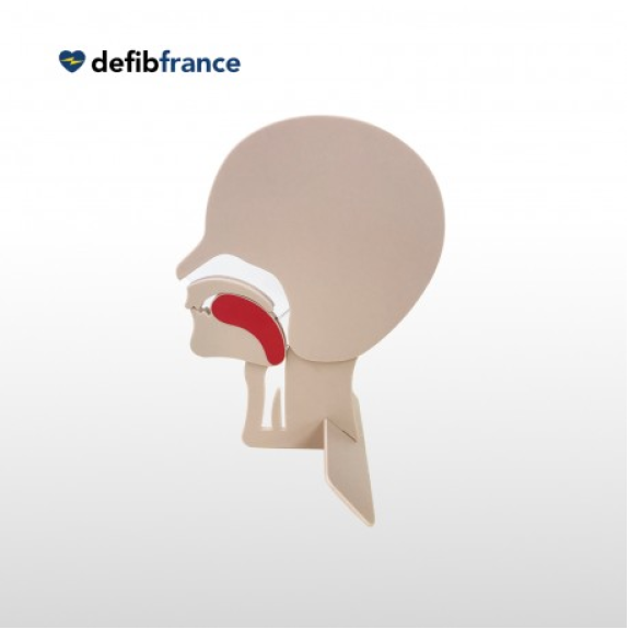 MODÈLE DE TÊTE EN COUPE PRESTAN-Lire la description
