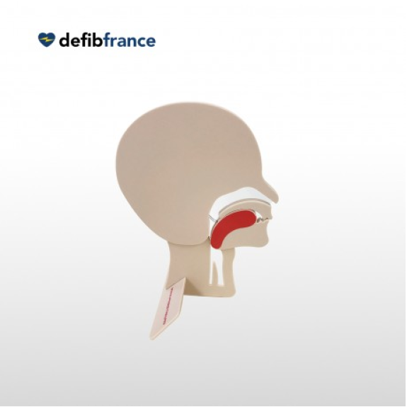 MODÈLE DE TÊTE EN COUPE PRESTAN-Lire la description