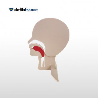 MODÈLE DE TÊTE EN COUPE PRESTAN-Lire la description