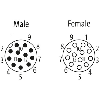 M12A Fem 0° 12p/M12A Mâle 0° 12p; Blindé PUR 12x0.14 Noir Cpc 10m - 7000-53301-7060100 M12A Fem 0° 12p/M12A Mâle 0° 12p; Blindé PUR 12x0.14 Noir Cpc 10m - 7000-53301-7060100