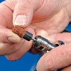 Pferd POLICAP Kappentrger PCT Zylinderform  10x15 mm Schaft- 3 mm