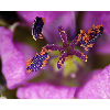 BRESSER DST-0745 microscope avec zoom optique macro