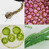 BRESSER Microscopio Science Infinity