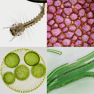 BRESSER Microscopio Science Infinity-Leer más