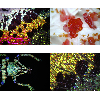 Microscope numérique USB BRESSER DST-1028 5MP