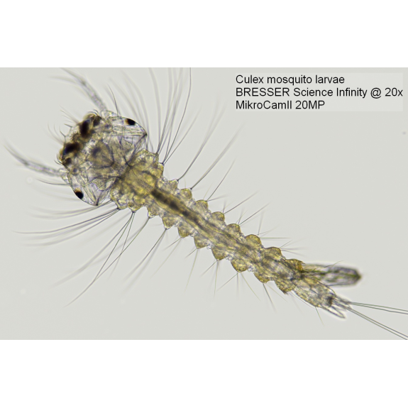 Cámara de microscopio BRESSER MikroCam II 20 MP - sensor de  1''-Leer más
