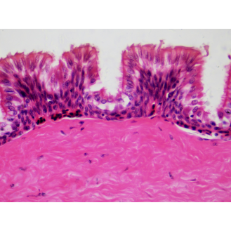 BRESSER Muestras Preparadas: Histología-Leer más