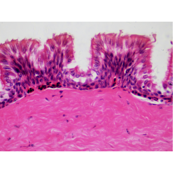 BRESSER Muestras Preparadas: Histología-Leer más