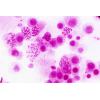 BRESSER Muestras Preparadas: Histología