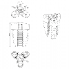 Préhenseur pneumatique à doigts souples