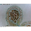 Microscope USB AM3111 Grossissement 20x - 50x - 200x - VGA (640x480pix) - USB 2.0