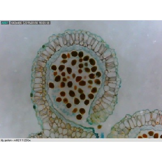 Microscope USB AM3111 Grossissement 20x - 50x - 200x - VGA (640x480pix) - USB 2.0-Lire la description