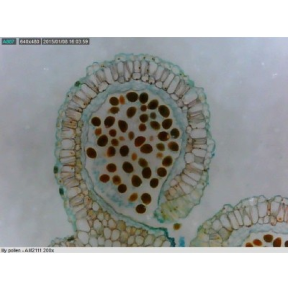 Microscope USB AM3111 Grossissement 20x - 50x - 200x - VGA (640x480pix) - USB 2.0-Lire la description