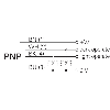 Cellule EAP PNP P=20-350mm Pot. Laser LO/DO Plast. / M12 4P