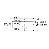 Cellule Bar. reflex transp. PNP P=7m Teach LO / M08 4P
