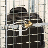 Kongamek Sicherheitscontainer 1200x800x1870mm verzinkt mit Gitterboden, 4 Gitterwänden, Tür und Bremse Kongamek Sicherheitscontainer 1200x800x1870mm verzinkt mit Gitterboden, 4 Gitterwänden, Tür und Bremse